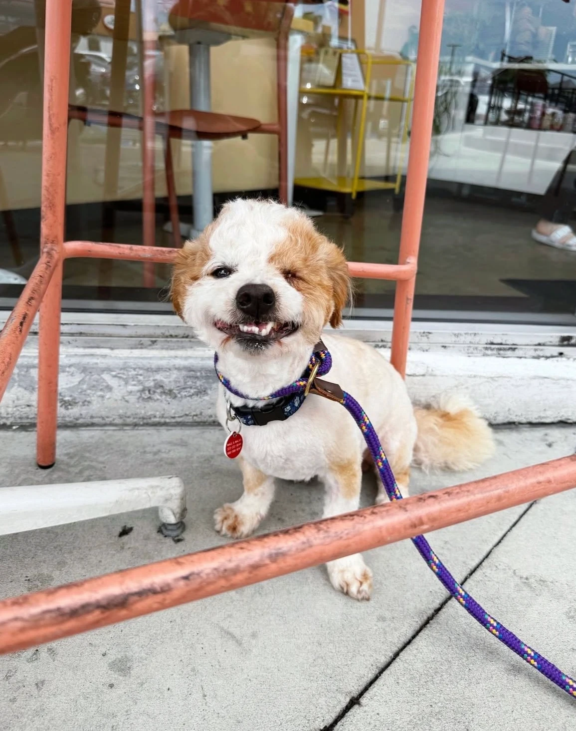 Rescue dog at neighborhood cafe