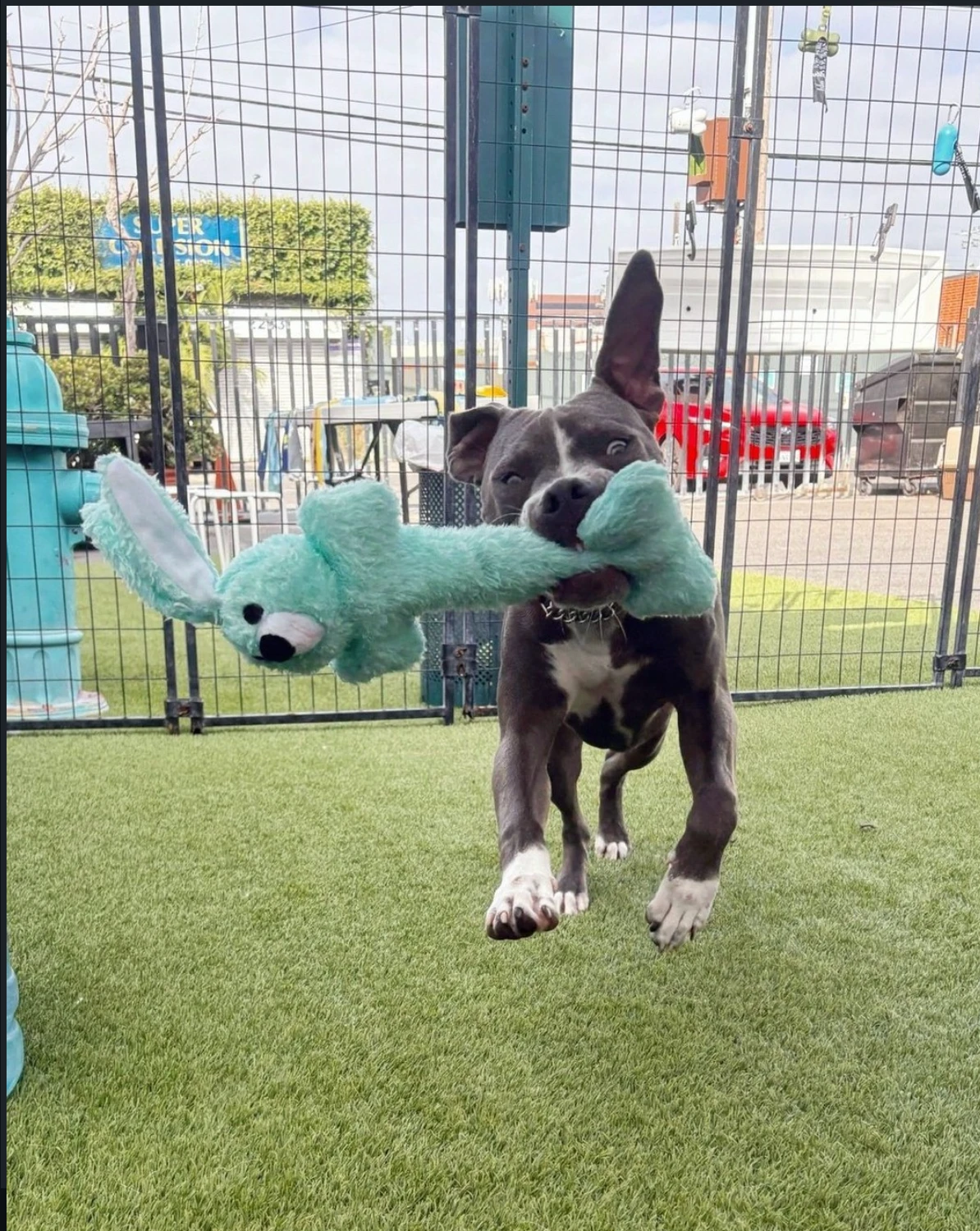 Rescue dog playing in shelter yard
